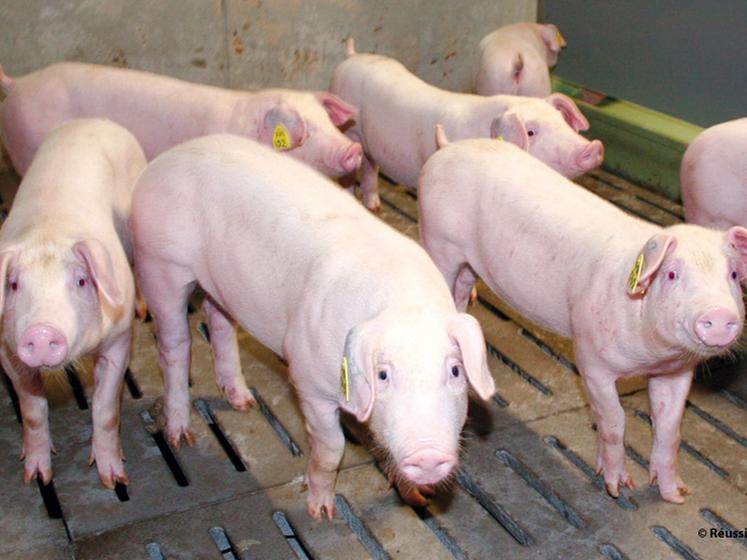 file-Les professionnels de la filière porcine européenne tentent de valoriser les efforts réalisés sur les questions de bien-être animal. Par exemple, au Pays-Bas, des journées portes ouvertes sont organisées dans les élevages. Â© Réussir