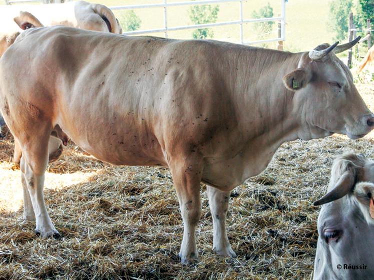 file-Le mais grain humide est déjà  utilisé pour l'engraissement des jeunes bovins, mais plus rarement pour l'engraissement des vaches de boucherie. Pourtant, c'est la meilleure solution technique et économique. D'autres solutions assurent 