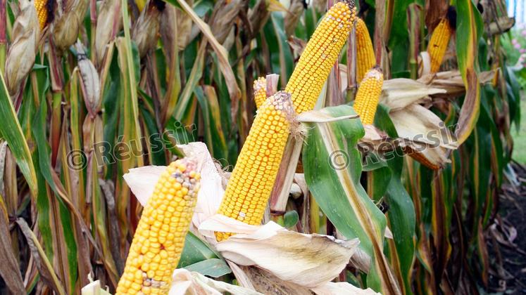 file-La détermination du prix du maïs sur pied destiné à être récolté en fourrage par l’acheteur peut se faire avant la récolte.
