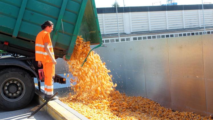 file-Réception des bennes en provenance des exploitations de la région : les épis suivront ensuite un parcours soumis à une douzaine de contrôles jusqu’à l’ensachage des grains et la palettisation des sacs pour une expédition des semences mi-mars.