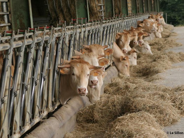 file-Les exportations de viande bovine française vers les pays du Maghreb ont augmenté de 25% depuis le début de l'année et les discussions vont bon train pour renforcer les partenariats. 
