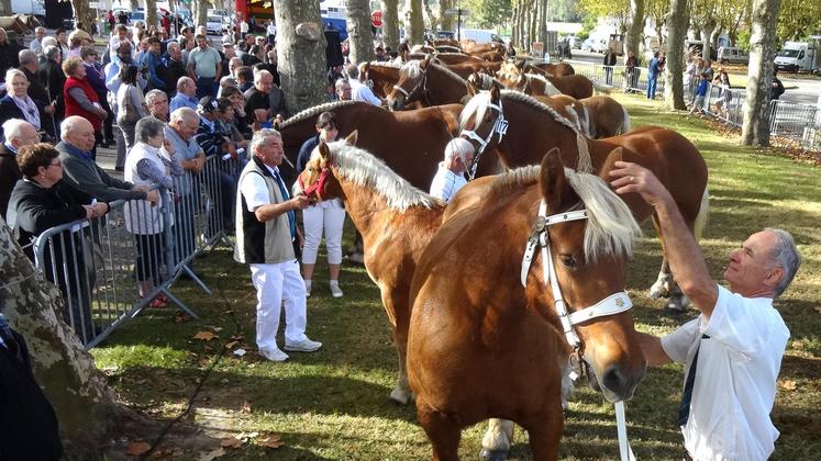 file-Fête du cheval de trait.