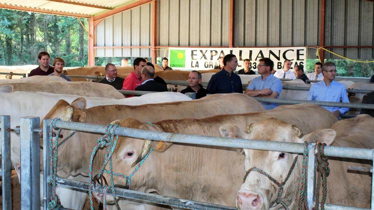 file-Éleveurs et bouchers des magasins Carrefour se sont retrouvés le 13 septembre au centre d’allotement Expalliance de Momuy pour une foire primée où s’affrontaient dix-sept Blondes d’Aquitaine.