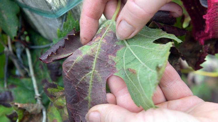 file-Maladie très contagieuse, la flavescente dorée est véhiculée par la cicadelle (scaphoïdeus titanus) présente dans les vignes.