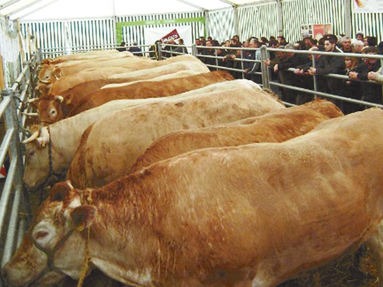 file-Sous le chapiteau, les concours et les expositions de Blondes d'Aquitaine ont attiré de nombreux visiteurs. Les Jeunes Agriculteurs du canton de Navarrenx ont une nouvelle fois remporté leur pari ... Â© D.R