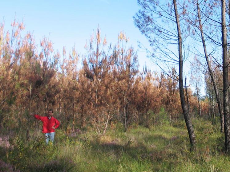 file-Dans les forêts encore jonchées de chablis, les pins, petits et grands, épargnés par la tempête Klaus, virent au roux, donnant l'impression d'avoir été léchés par un gigantesque incendie, comme dans cette parcelle de jeunes pins de 10 ans que Je