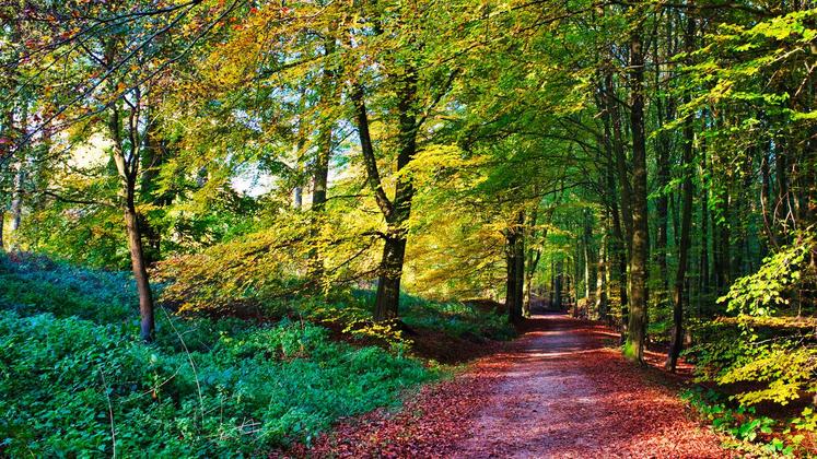 file-La succession d’hivers doux et d’étés caniculaires fatigue une forêt déjà en proie aux crises sanitaires récurrentes, note les auteurs de l’avis du CESE.