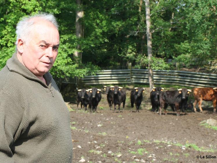 file-Jean-Louis Deyris, devant le lot de vaches parmi lesquelles sera choisie celle qui ouvrira le festival Art et courage. « On demande aux coursières d'avoir une attaque franche, mais aussi de faire preuve de noblesse », explique-t-il.