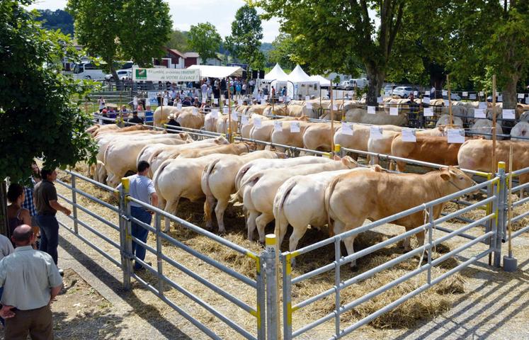 file-Éleveurs, abatteurs, bouchers mais aussi consommateurs et admirateurs de belles bêtes sont invités à venir à participer le samedi 25 juin à ce Festival de la viande