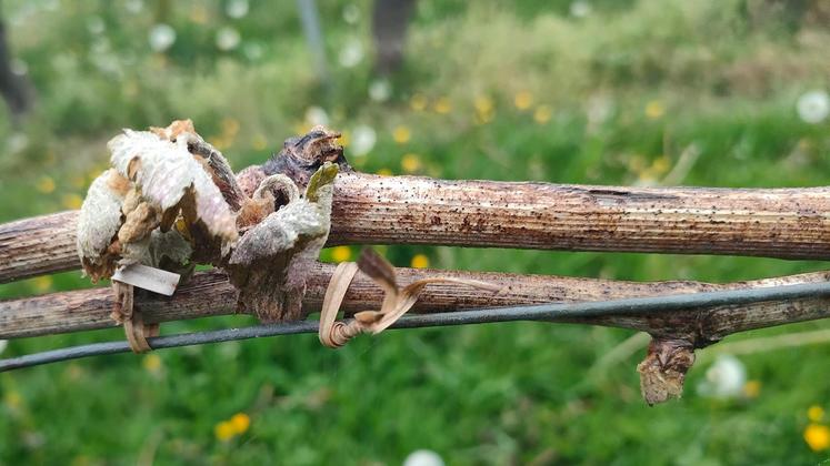 file-Les dégâts du gel devraient être variables selon les cépages, les plus précoces présentant déjà quelques feuilles étalées, tandis que d’autres sont à peine en phase de gonflement des bourgeons.