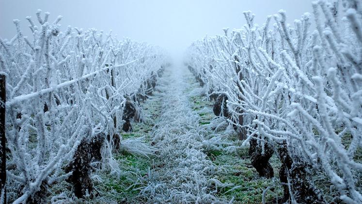 file-En Armagnac, les 21.000 ha de vignes ont été touchés entre 70% et 90%.
