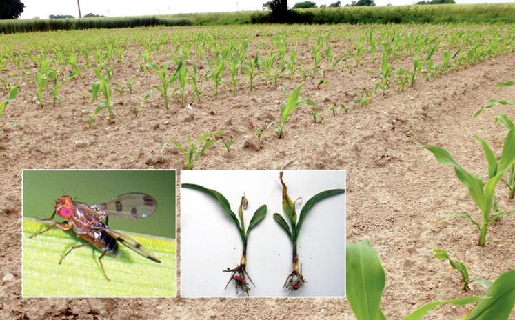 file-Habituellement, les dégâts de cette mouche sont principalement observés dans l’ouest de la France sur triticale. Cette année, le ravageur s’est propagé sur près d’un million d’hectares de maïs