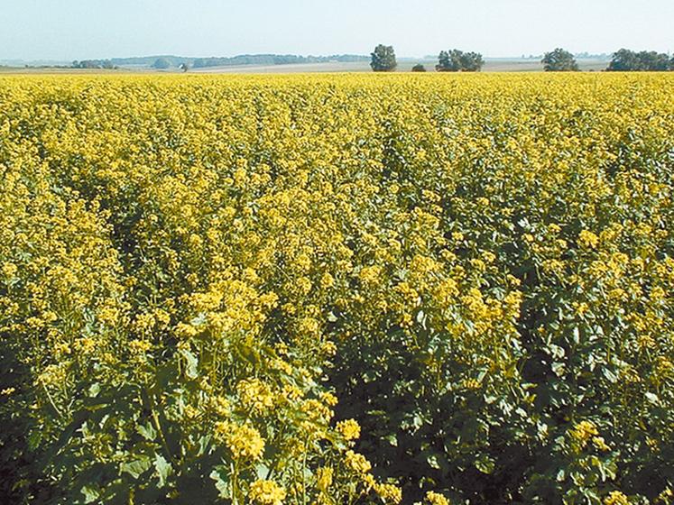 file-Les Cipan (cultures intermédiaires pièges à  nitrates) telles la moutarde blanche comme sur cette photo, ont un intérêt agronomique et environnemental évident si elles sont implantées dans de bonnes conditions Â© Réussir