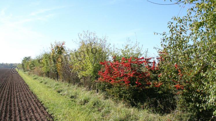 file-La dynamique agroécologique passe la vitesse supérieure. «Il nous faut entamer une réflexion sur le financement», a développé le ministre de l’agriculture, Stéphane Le Foll.