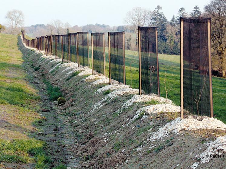 file-Dans les années soixante-dix à  quatre-vingt, les haies ont fait les frais du remembrement, or, elles contribuent, notamment, à  lutter contre l'érosion. Â©Â Réussir