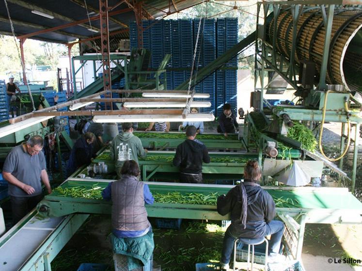 file-Pour trier et conditionner les haricots verts des cinq producteurs béarnais, une trentaine de salariés se relaie sur le site d'Uzein pendant les deux périodes de récolte. Â© Le Sillon