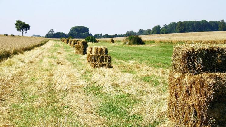 file-En Nouvelle-Aquitaine la pousse de l’herbe de juin est supérieure «à plus de 21% à celle de référence»