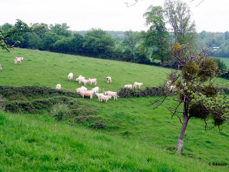 file-La durée de ces cycles de végétation varie selon les saisons. Au printemps, tous les facteurs de croissance agissant dans le même sens, la pousse de l'herbe est toujours explosive. Le rythme d'apparition des cycles est alors accéléré. Â© CA64