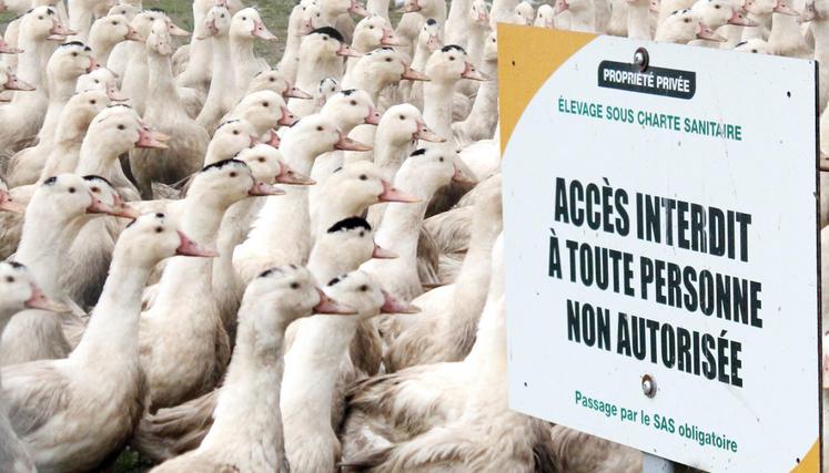 file-Le ministre de l’Agriculture a rencontré l’ensemble de la filière avicole pour faire le point sur la lutte contre le virus H5N8.