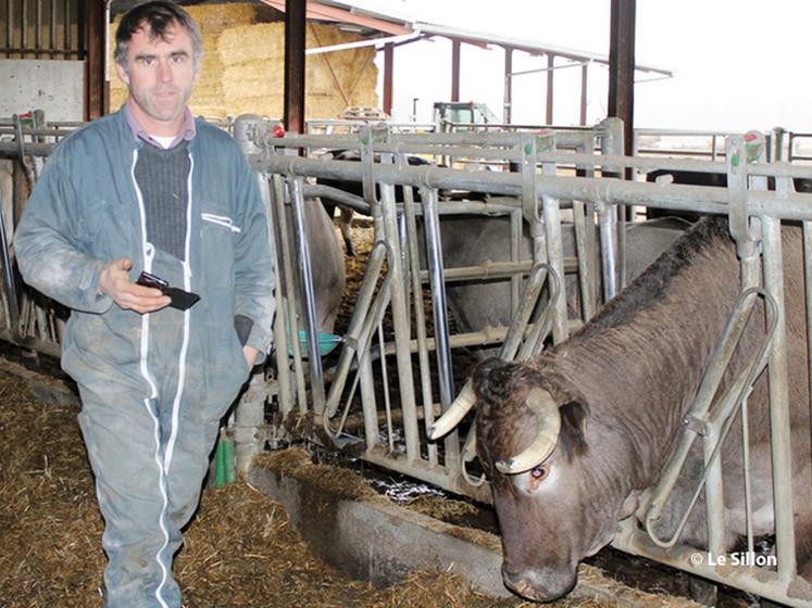 file- « Désolé, une vache m'appelle » indique Joël Sillac, éleveur de Bazadaise à Perquie (40). Son téléphone portable constitue désormais un précieux allié pour la détection des vêlages et des chaleurs. © Le Sillon