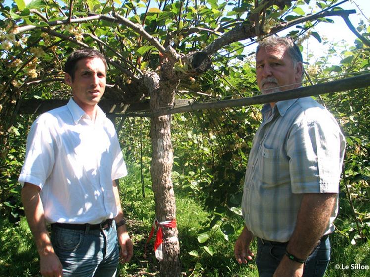 file-La coordination entre services de l'État  (à  gauche, Jérôme Fritsch du SRAL) et organisations de producteurs (à  droite, Jean-Marc Poigt, président de l'association du Kiwi de l'Adour) a permis une rapide coupe des arbres malades (ici une 