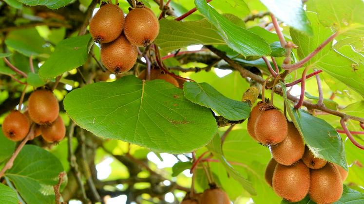 file-Dans une salle à 8°C, les équipes de Sikig trient, emballent et expédient les 1.700 tonnes de kiwis Zespri Gold dont la récolte a pris fin cette semaine.