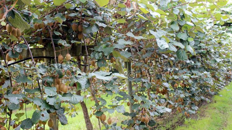 file-Entre le 1er et le 20 novembre, la récolte des kiwis a été menée tambour battant dans le bassin de l’Adour, sous un ciel particulièrement clément. À l’heure des expéditions, la qualité des fruits se confirme.