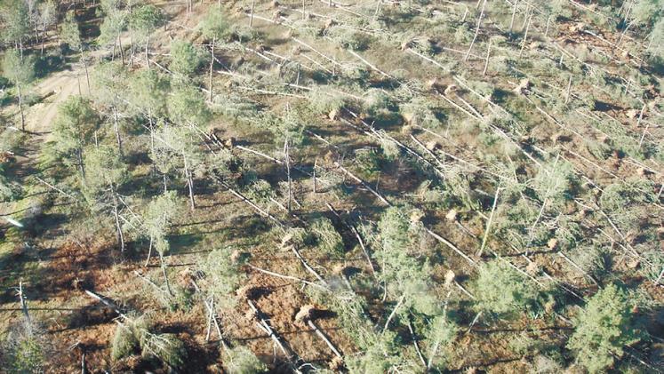 file-En quelques heures, la tempête avait détruit 60 % des pins maritimes, 90 % des abris à canards et 30 % de l’outil de production des volailles de chair.