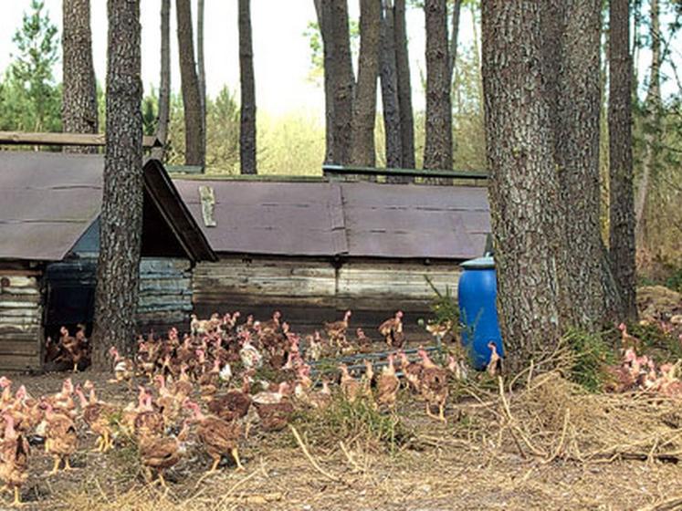 file-La continuité de l'esprit des fondateurs du label rouge est assurée. «Â Les générations suivantes ont pris le relais, assurant au consommateur des produits de qualité supérieure » affirme Bernard Tauzia, à droite de Pierre Laborde © D.M / Le Sillo