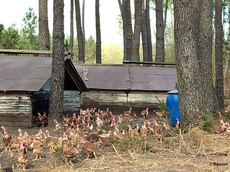 file-Emblème de l'agriculture régionale, le poulet jaune des Landes a été le premier a obtenir le précieux Lable Rouge. © Réussir/B. C.