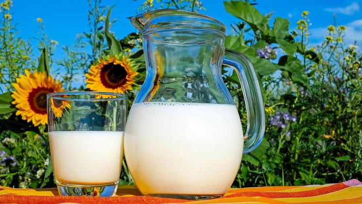 file-Plus de 220.00 vaches s’apprêtent à produire 1 milliard de litres de lait bio en France.