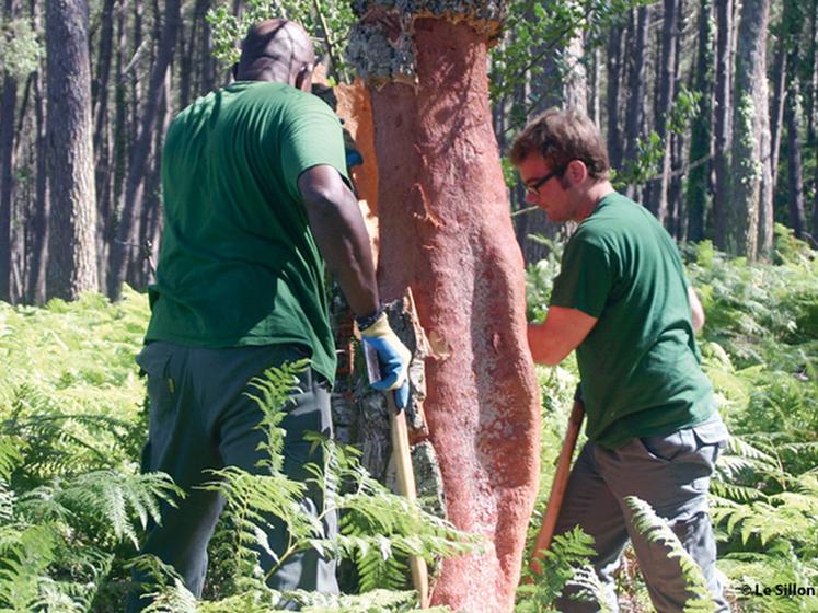 file-Facteur de biodiversité et d'équilibre dans la forêt landaise, le chêne-liège landais tente de refaire surface malgré les dures réalités économiques.