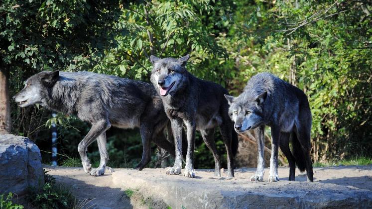 file-Présent en Espagne, le loup pourrait bientôt gagner les Pyrénées françaises.