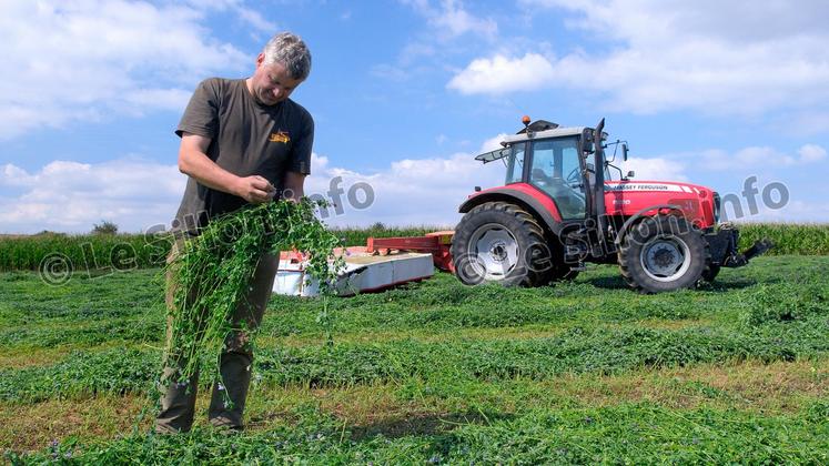 file-La luzerne est une légumineuse cultivée sur plus de 650.000 hectares en France, que ce soit «en pur» ou associée à une graminée. Elle permet une meilleure autonomie protéique des élevages.