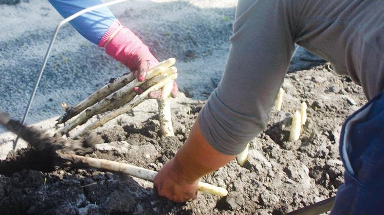 file-Les salariés des entreprises de travaux agricoles et du paysage bénéficient aussi d’une révision à la hausse des salaires minimaux.