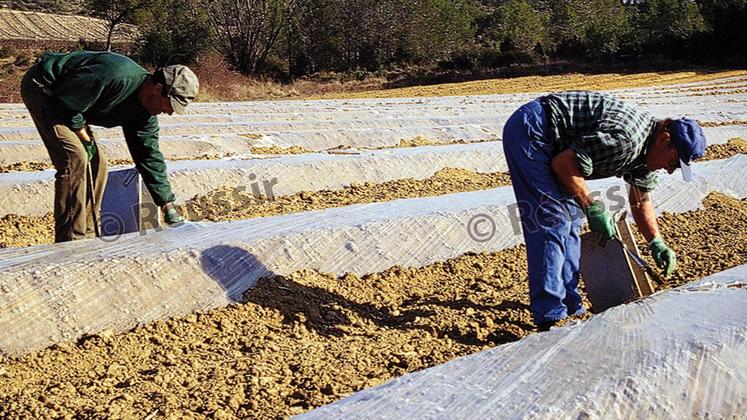 file-Face à la difficulté de trouver de la main-d’œuvre locale pour des travaux saisonniers, certains agriculteurs se laissent tenter par la formule des travailleurs détachés proposée par des sociétés étrangères.