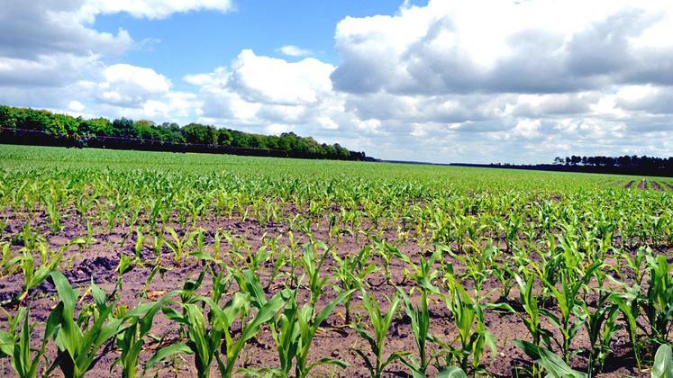 file-C’est au début du cycle du maïs, soit entre les stades 3 et 8-10 feuilles, que la plante est la plus affectée par les carences nutritionnelles en phosphore.