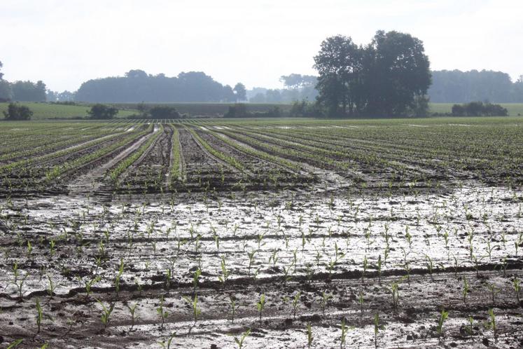 file-« Plus de 15 000 hectares sont déclarés sinistrés » témoigne Xavier Charles, responsable des risques sur les productions végétales.