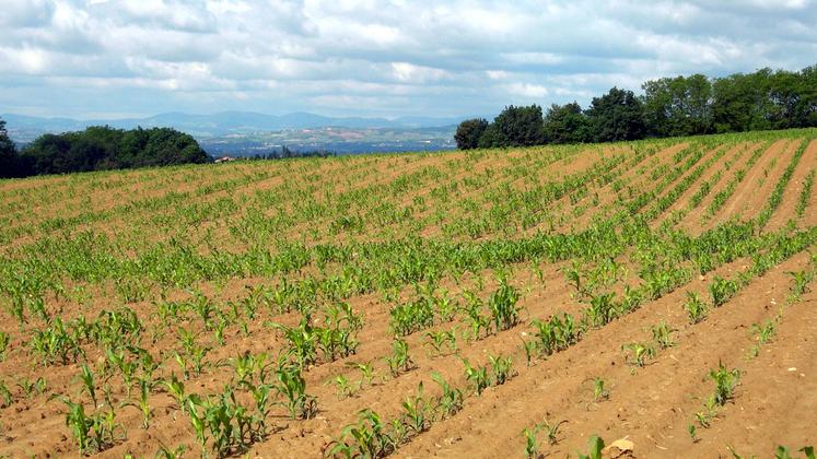 file-Sauf nouvelle évolution, le produit de protection des semences de maïs Sonido demeure utilisable en 2017 et 2018. Et des solutions microgranulées continuent d’arriver sur le marché…