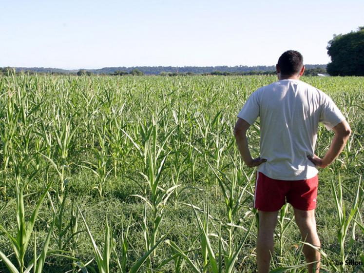 file-Des stress importants ont été observés sur des mais mal enracinés. Dans certaines parcelles, les dégàts sont si importants que la récolte est remise en cause. Â© Le Sillon