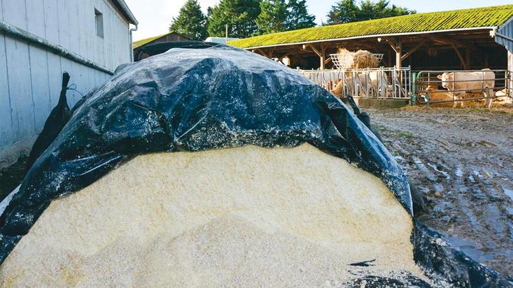 file-L’utilisation du maïs grain humide (MGH) présente des caractéristiques intéressantes pour l’alimentation des bovins viande dans les rations à l’engraissement.