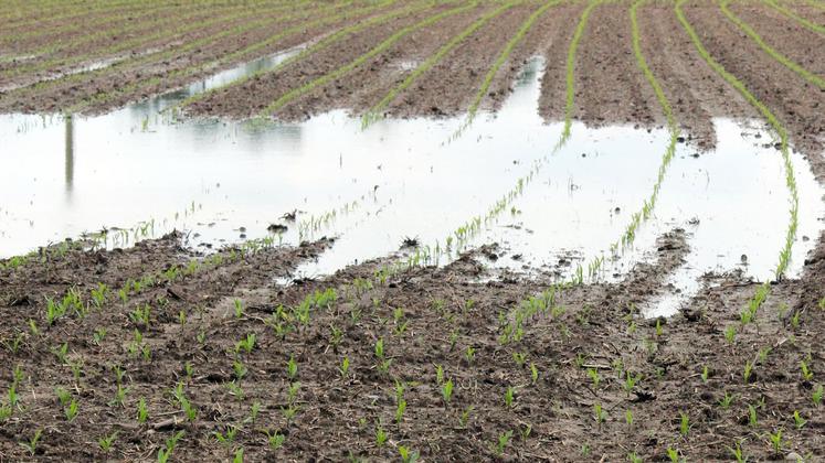 file-Certaines zones du département ont enregistré entre 150 et 200 millimètres de pluie au cours du mois de mai. Outre le retard de semis, ces conditions pénalisent les levées et le développement des cultures dans certains secteurs ou certaines parcelles.
