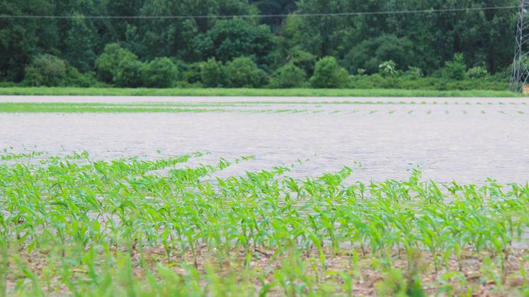 file-Après les pluies diluviennes et inondations des champs, la rapidité de ressuyage conditionne la survie des maïs.