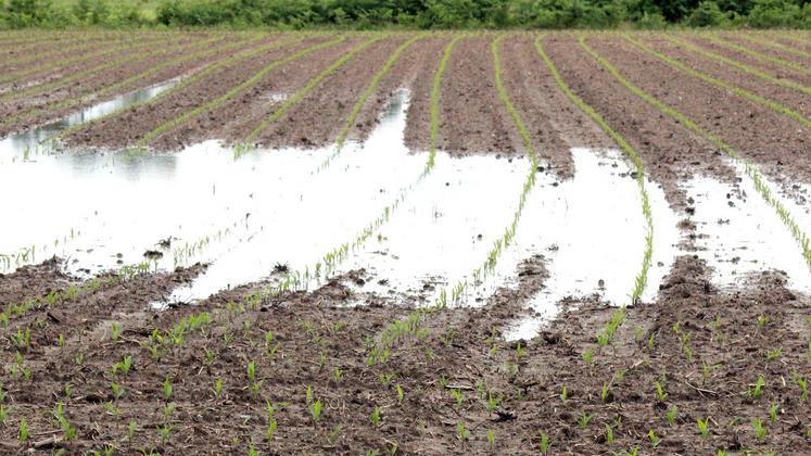 file-À ce jour, dans certaines zones de la région, les semis de maïs atteignent péniblement les 80% à 85% des surfaces prévues initialement. Les agriculteurs peuvent encore modifier leur assolement, sous conditions.