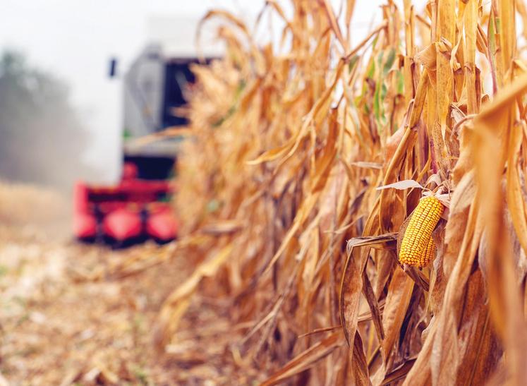 file-En maïs fourrage, la déconvenue est quasiment au même niveau qu’en grain, malgré des floraisons plus précoces et donc moins perturbées par les fortes chaleurs et pour le développement de la plante.