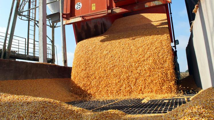 file-La production française 2021 de maïs est estimée à 14,1 millions de tonnes (Mt) de grains.