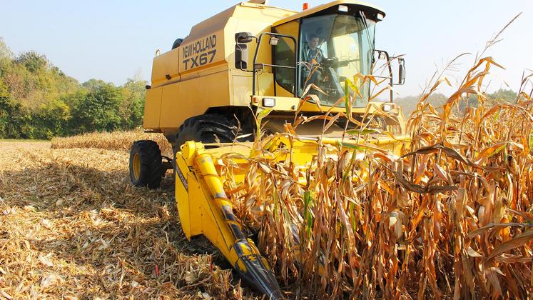 file-Au 28 septembre, il restait près des deux tiers des surfaces de maïs grain à récolter dans la région selon les données de l’observatoire Céré’Obs.