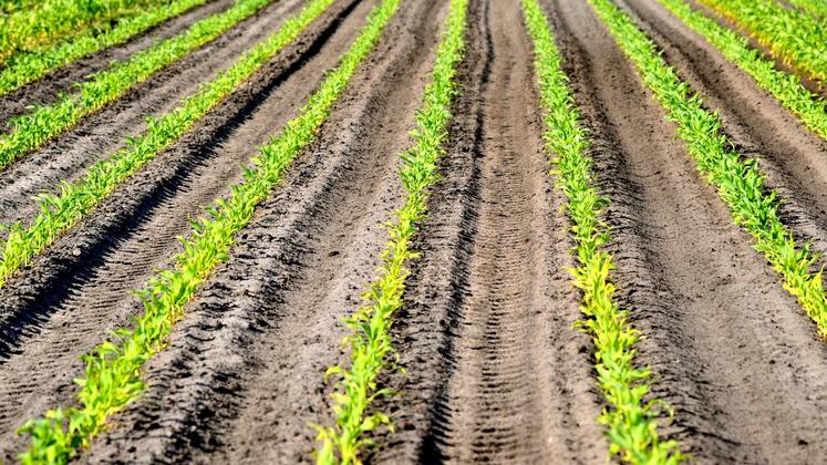 file-De la préparation du sol au réglage du fertiliseur, les choix effectués lors de l’implantation du maïs sont déterminants pour la mise en place de la culture et sa réussite finale. © AGPM
