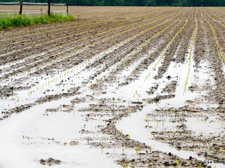 file-Par endroits, la situation devient très problématique sur le front des semis. Les fortes précipitations des derniers jours ont provoqué des dégàts dans les parcelles semées tandis que le délai de ressuyage va être long pour les autres. Â© Le Sillon