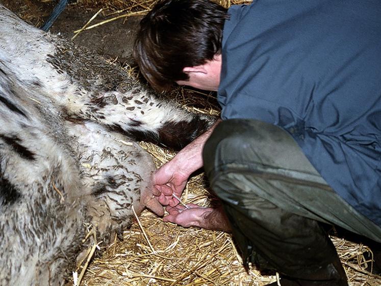 file-Mammite colibacillaire  : prélèvement de lait  par le vétérinaire. Une mammite est une réaction de la mamelle à  une agression, le plus fréquemment bactérienne. Â© Reussir